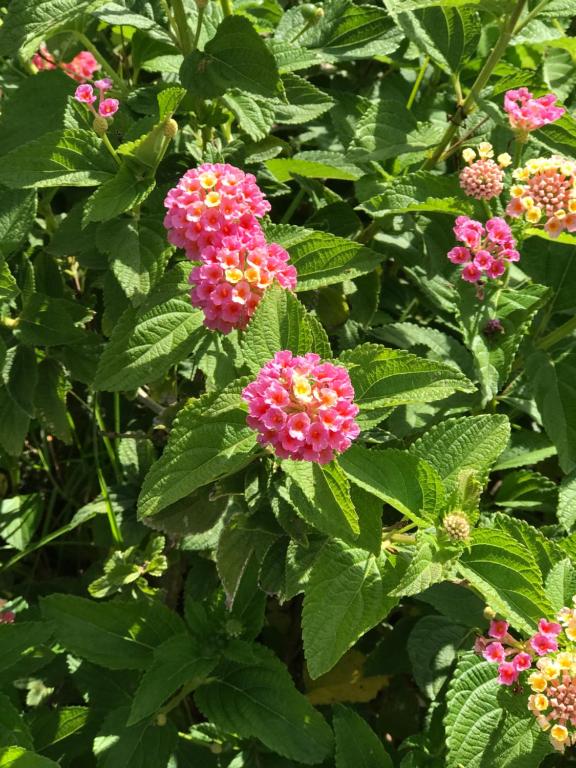 Um jardim em Prea Gianca