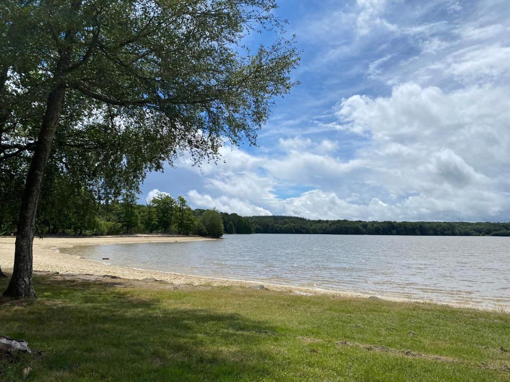 une plage avec un arbre et une masse d'eau dans l'établissement Camping de la Forêt Seasonova, à Sillé-le-Guillaume