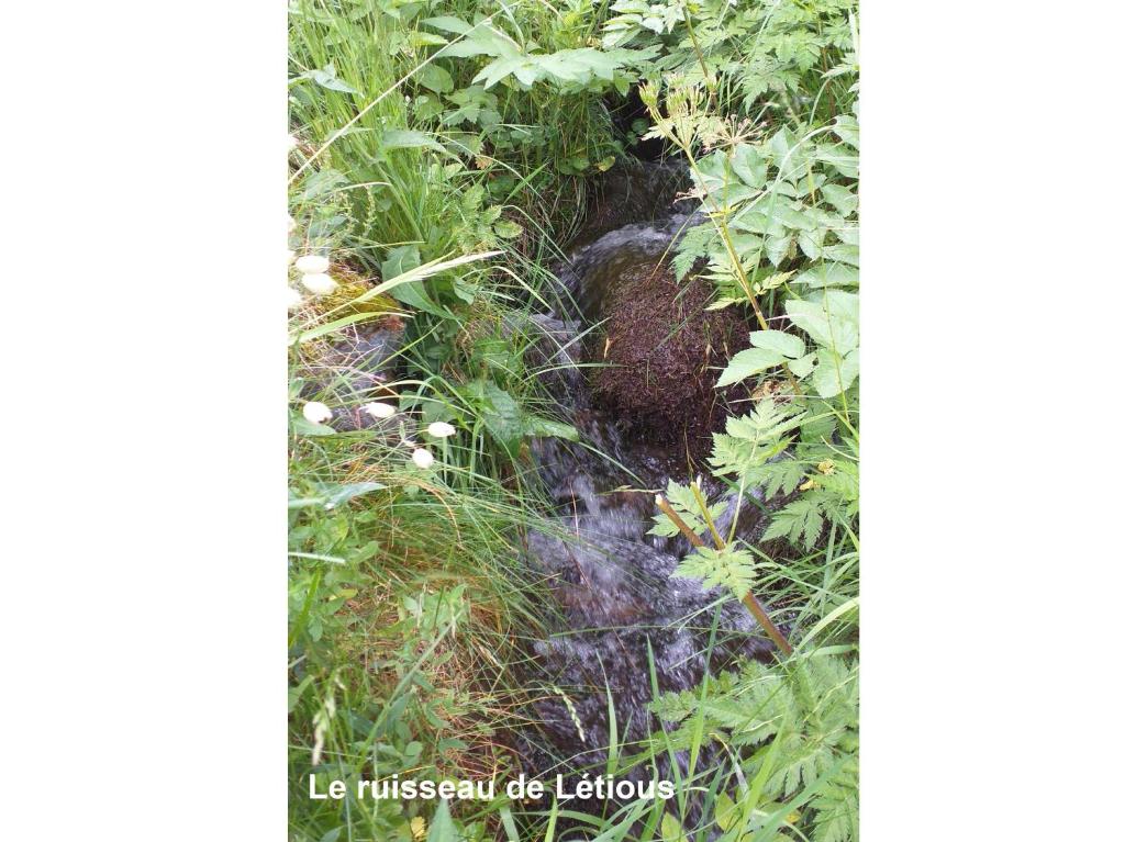 a stream in the middle of a field of plants at T1 cabine de Letious in Luz-Saint-Sauveur