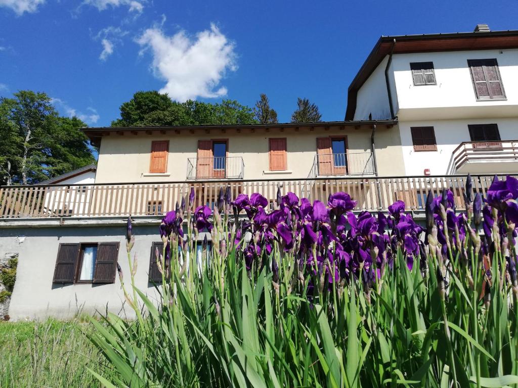 a bunch of purple flowers in front of a building at Rifugio Campiglio in Dumenza