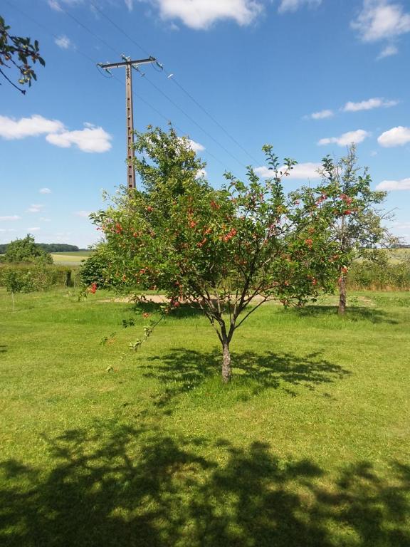 an apple tree in the middle of a field at Aux trois petites notes in La Sabotterie