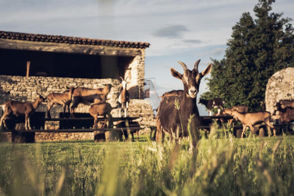 a goat standing in a field next to a group of animals at Le Domaine du Castellas in Sivergues