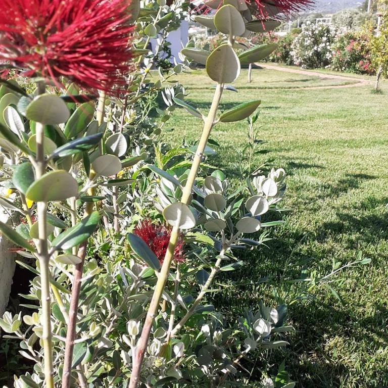 A garden outside SardAma B&B Affittacamere