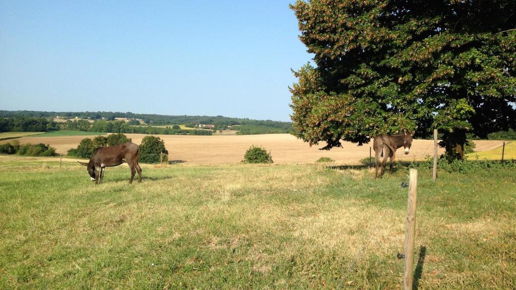 two horses grazing in a field with a tree at Maison d hôtes Casa Sana in Pillac