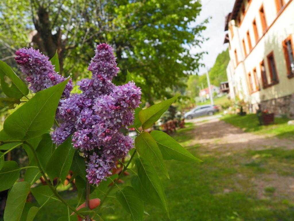 Zahrada ubytování Zacisze Trzech Gór