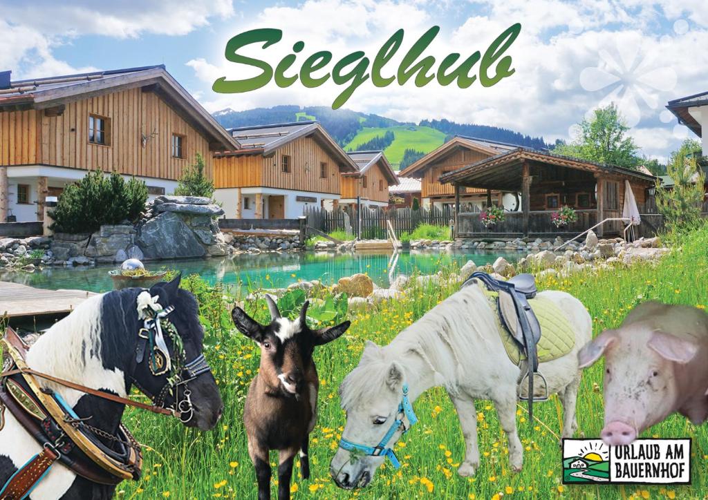 um grupo de animais num campo de relva em Sieglhub Chalets - Appartements - Hotel em Flachau