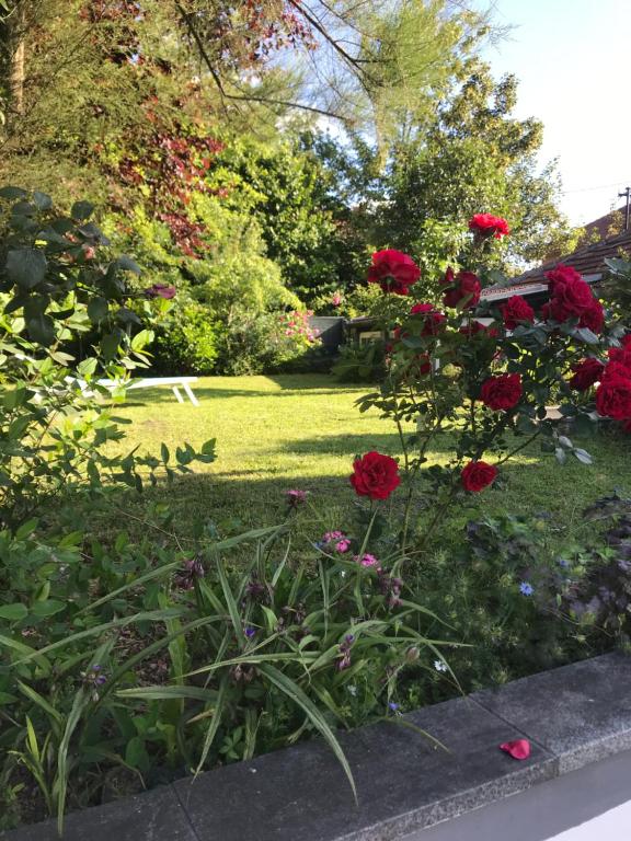 a garden with red roses in the grass at Hava apartment in Sarajevo