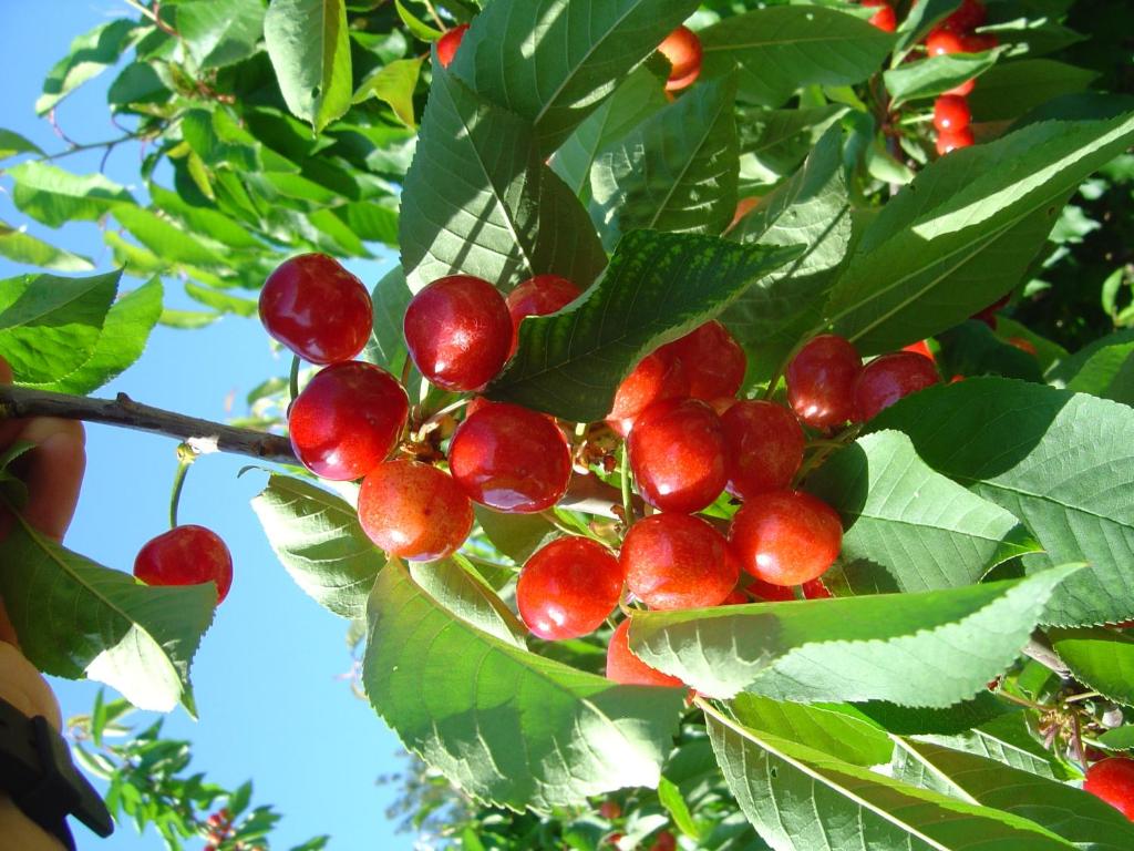 Zahrada ubytování Casa Rural Casa Puntes