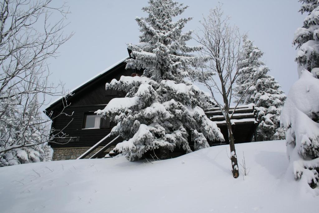 een met sneeuw bedekte boom voor een huis bij Apartmaji Snežinka Kope in Slovenj Gradec