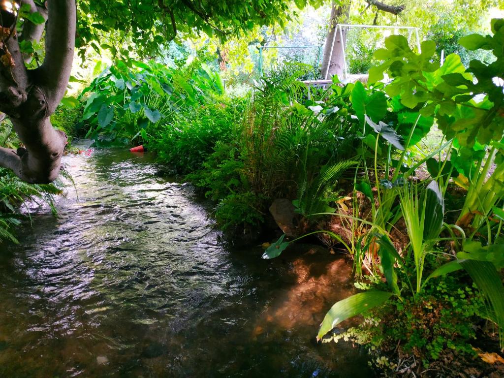 a stream in the middle of a garden with plants at Cute Apartment hagoshrim in Hagoshrim