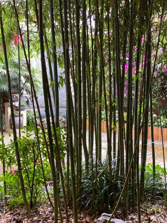 Zahrada ubytování 夕露小榭古城南门店 Xilu Xiaoxie Inn Old Town Lijiang