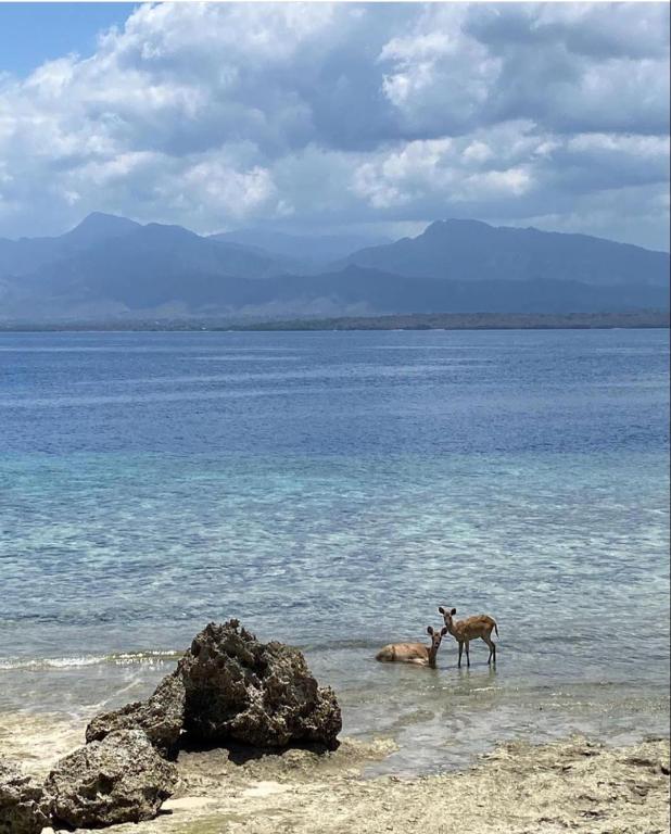 TEGAL SARI, Pemuteran- North Bali