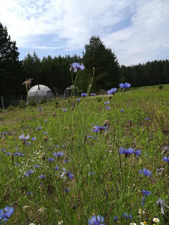 Zahrada ubytování Glamping Drzwi Do Lasu