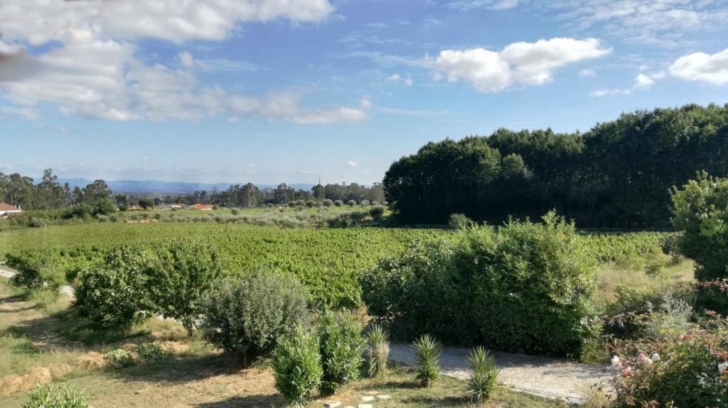 un campo de olivos y arbustos en Casa do Linhar - Quintas de Sirlyn, en Tondela
