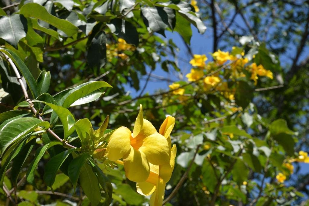 Um jardim em Pousada Sítio Olho D'Água