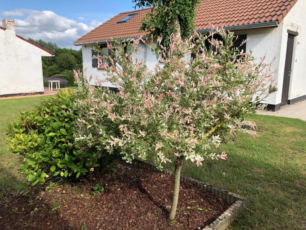 Zahrada ubytování Mijn Kleinhof