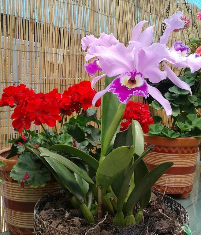Zahrada ubytování Hotel Kantarrana Urbana Jardin