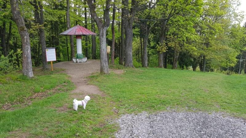 Domácí mazlíčci ubytovaní s hosty v ubytování Ubytování v soukromí - Apartmán MERAN