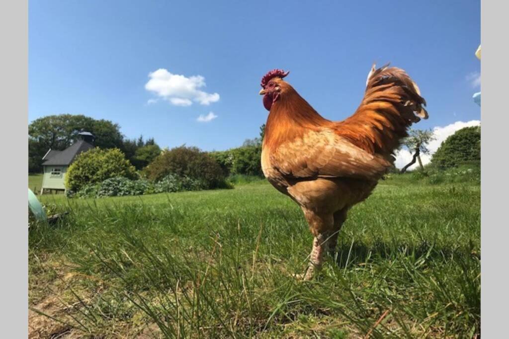 uma galinha castanha parada num campo de relva em South Barlogan Farm em Bridge of Weir