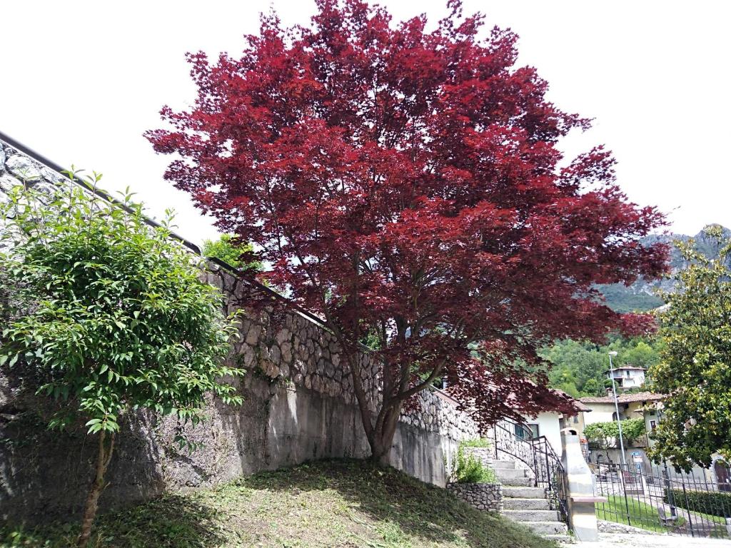Giardino di B&B L'Acero