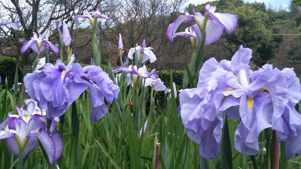 a bunch of purple irises in a garden at Rainbow Bridge B&amp;B in Sanzhi