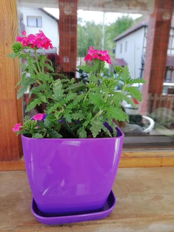Zahrada ubytování Apartman Dunja i Miloš