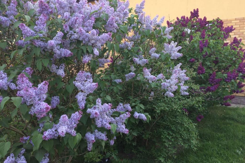 a bunch of purple flowers in a garden at ATOSTOGAUTI GERA in Palanga