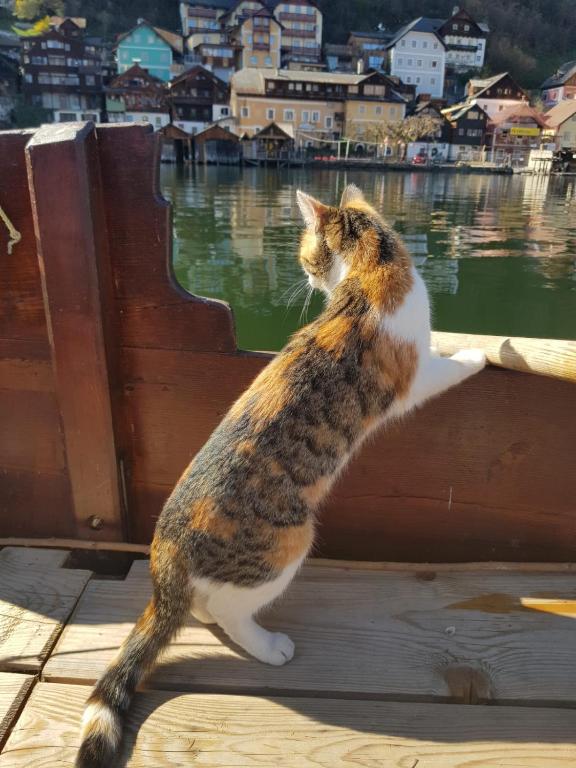 O animal ou animais de estimação com os hóspedes em Bräugasthof Hallstatt