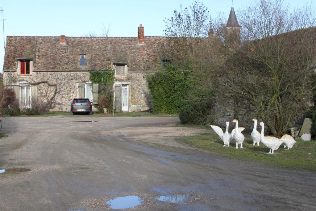 un groupe d’oiseaux blancs debout sur le côté d’une route dans l'établissement A la Ferme de la Joie - Chambres d'Hôtes, à Chevannes