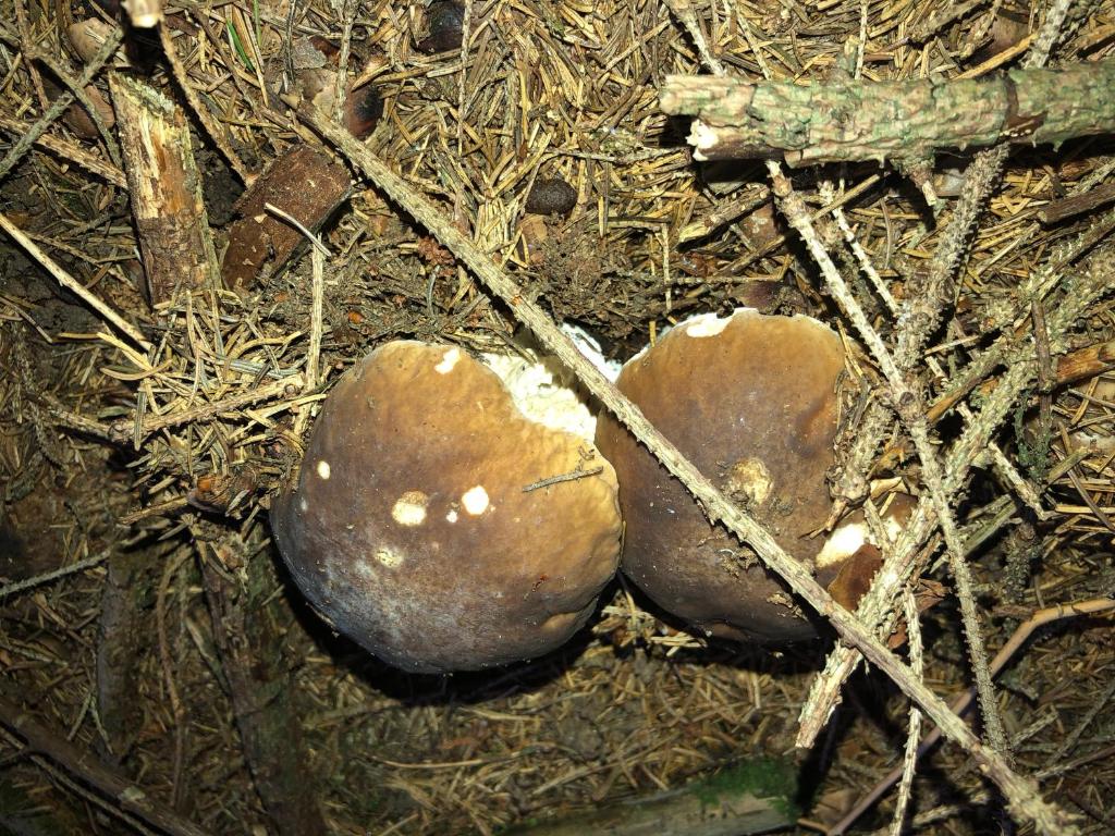 Příroda v okolí Zadova – lesní houby