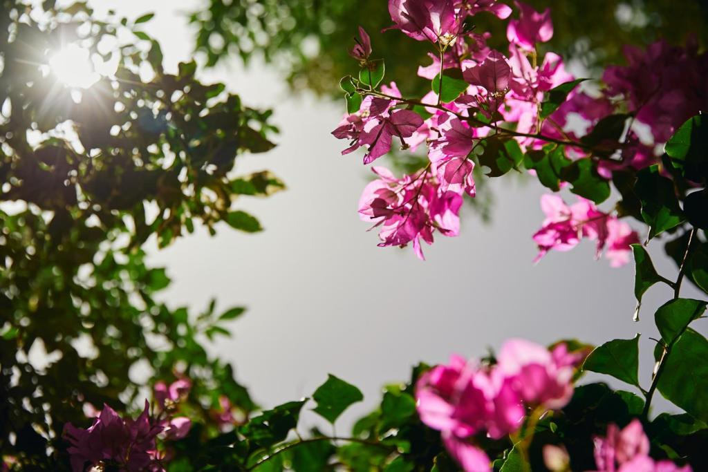 Ein Haufen rosa Blumen auf einem Baum in der Unterkunft אדום 179, דירות נופש in Eilat