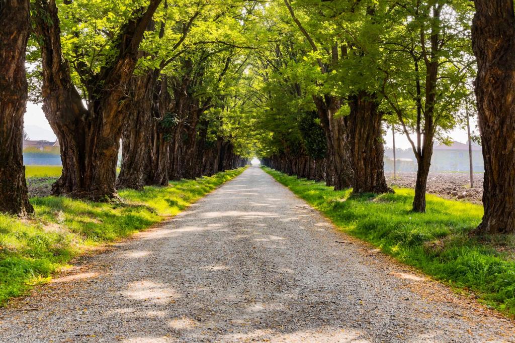 una carretera bordeada de árboles junto a un cuerpo de agua en AGRITURISMO LE CORTI DELLA GUALDANA, en Voghera