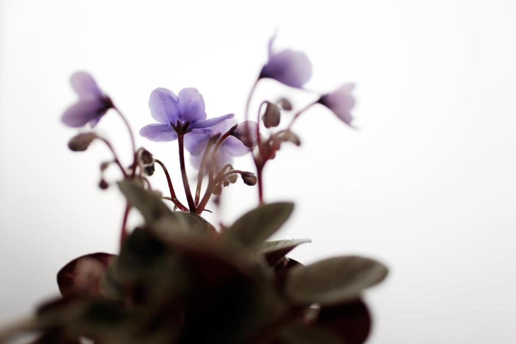 Hotel La Manufacture - Resim 5