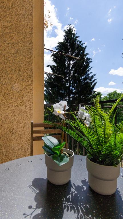 A garden outside LK43-lodging city-apartments, kontaktlos mit Self Check-In