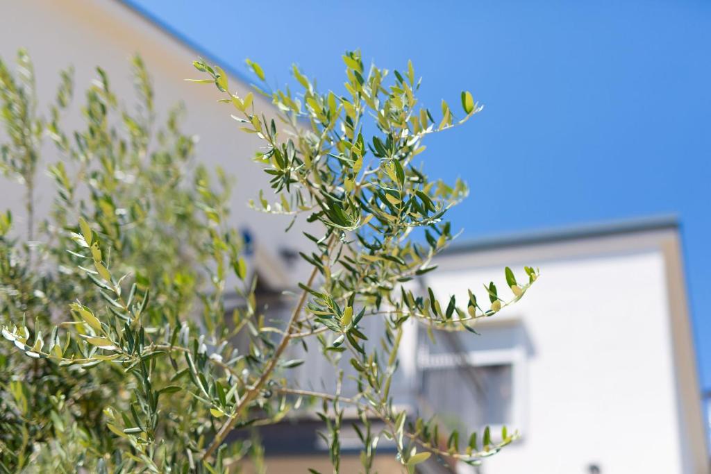 Zdjęcie z galerii obiektu Apartment Milena by El-Pi Tours w mieście Nijvice