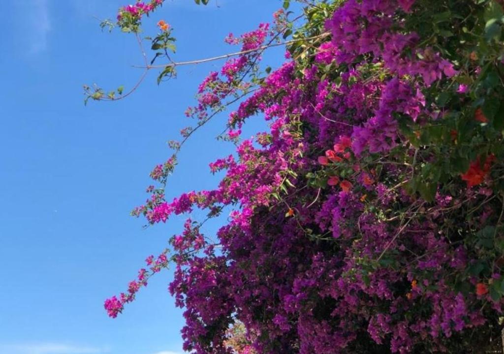 Pousada Halliny do Rosa