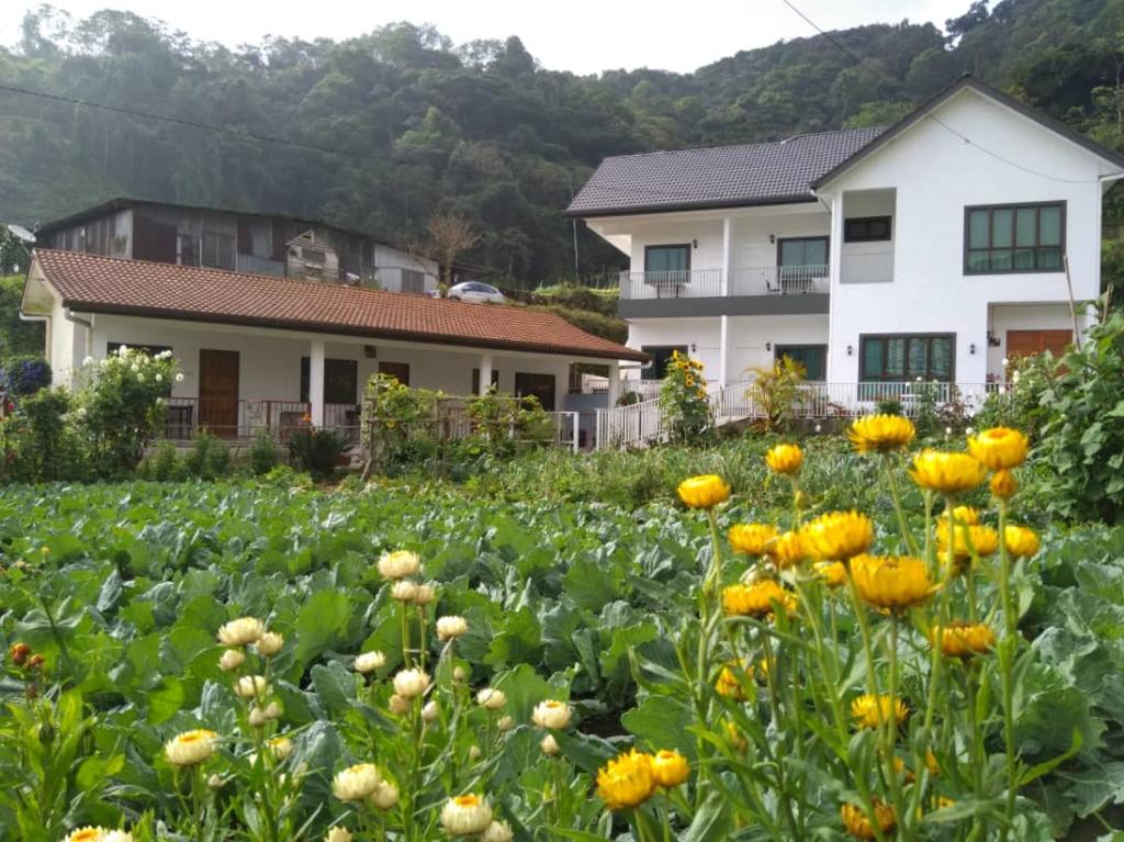 a field of yellow flowers in front of a house at Ng Family’s Farm Stay in Cameron Highlands