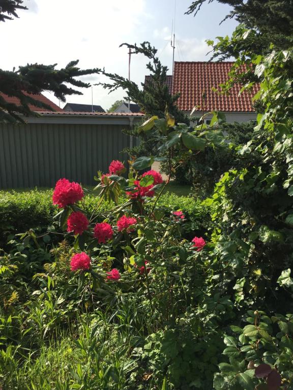 Zahrada ubytování anneks til bondehus
