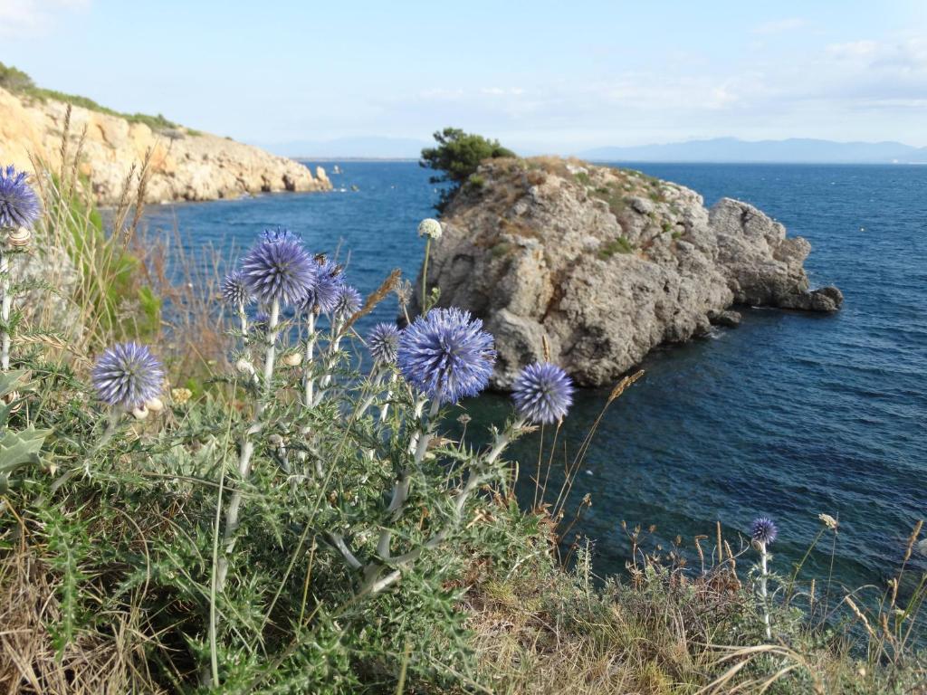 un montón de flores púrpuras en una colina junto al agua en Apartamento Punta Montgo Port de Rei, en L'Escala
