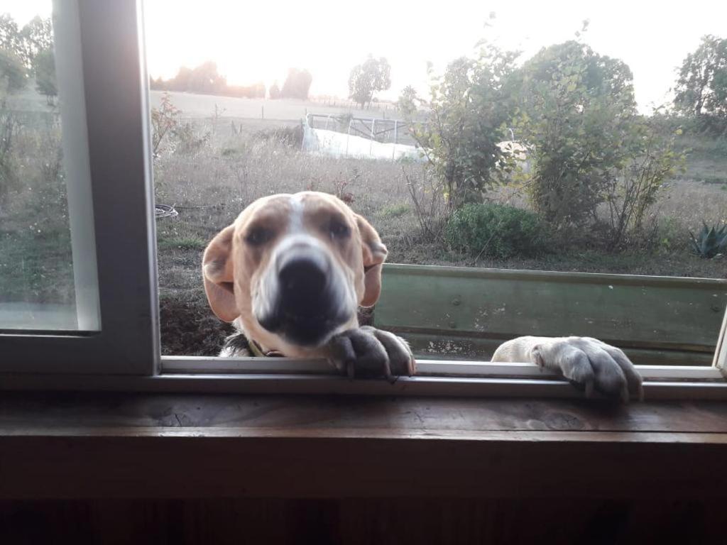 a dog is sticking its head through a window at Parcela Kirch in Río Bueno