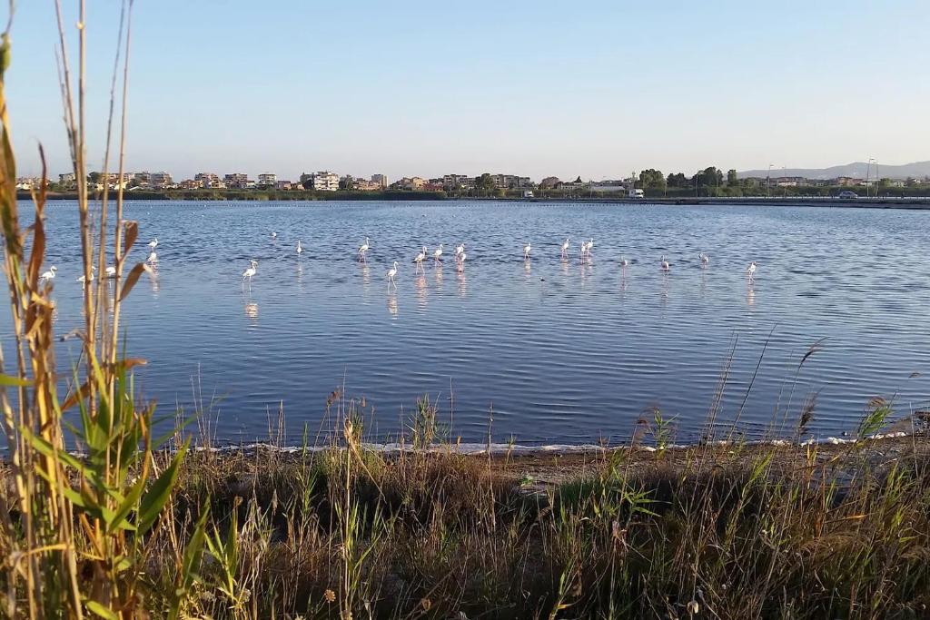 a group of birds swimming in a lake at Flamingo view in Quartu SantʼElena