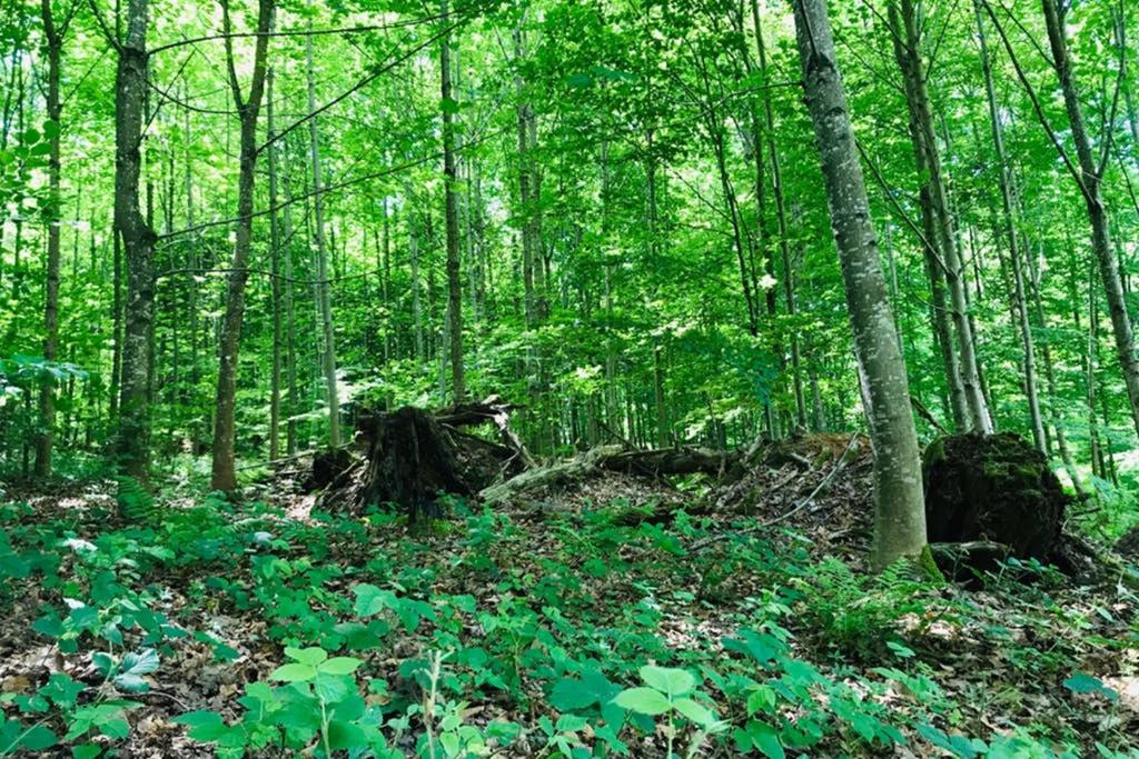 -TheUrbanist- - Resim 17