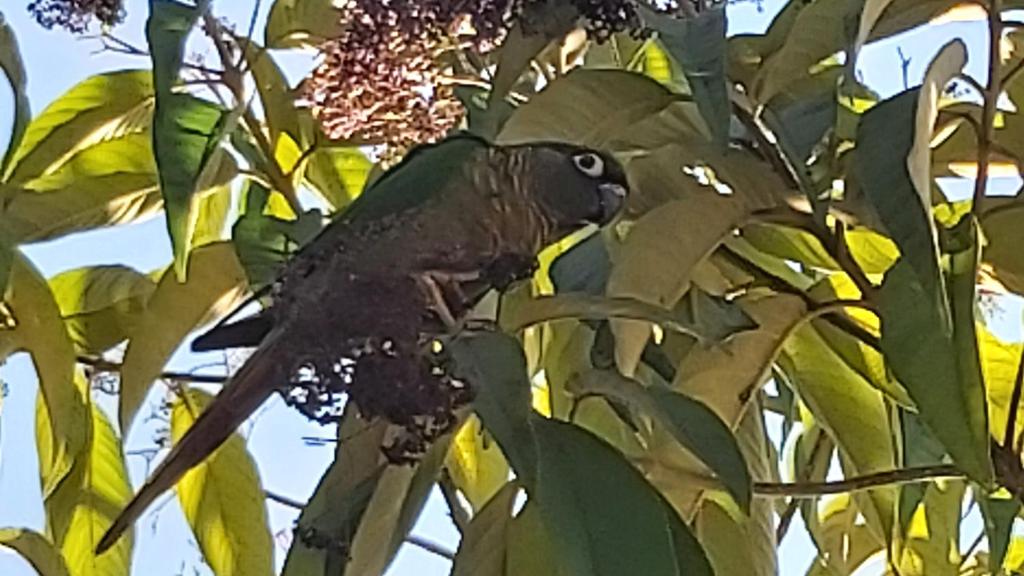  Lolosa Suítes Container