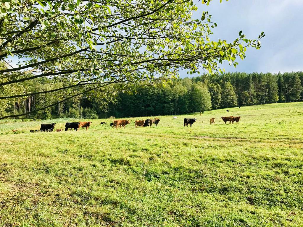 Zvieratá v dovolenkovom dome alebo blízkom okolí