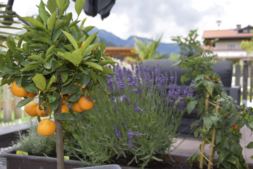A garden outside Landhotel Anna