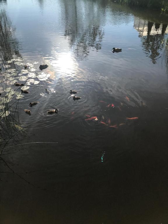 a group of koi swimming in a body of water at Nõlva Holiday Home in Tammiste