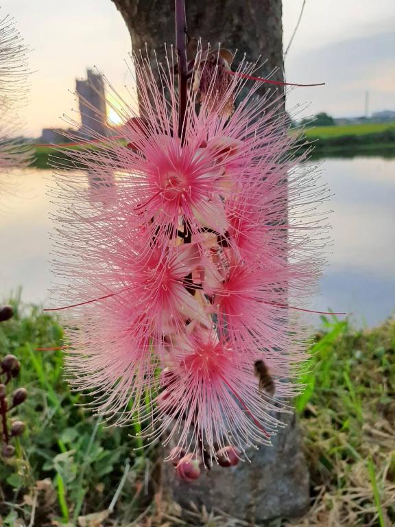 a pink flower on the side of a tree at Redbean Guesthouse in Wujie