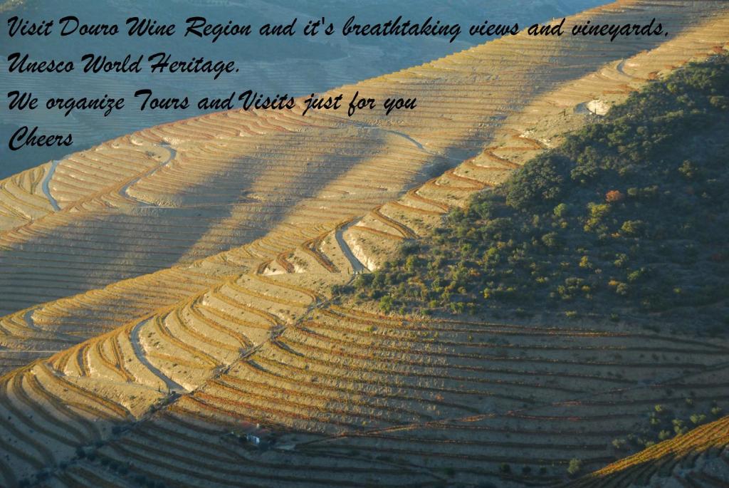 Capim Dourado Apartments Cedofeita - 6