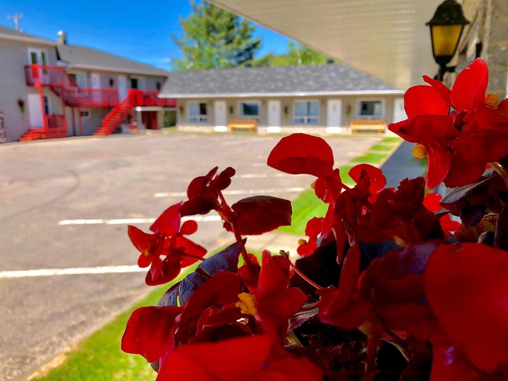 una pianta con fiori rossi di fronte a una casa di Motel Chantmartin a Tadoussac