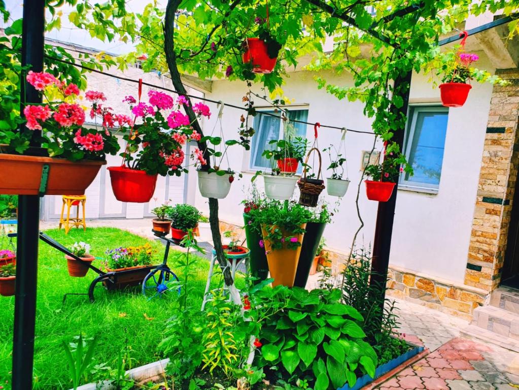 Ein Haufen Topfpflanzen in einem Garten in der Unterkunft Casa Razvan Vama Veche in Vama Veche